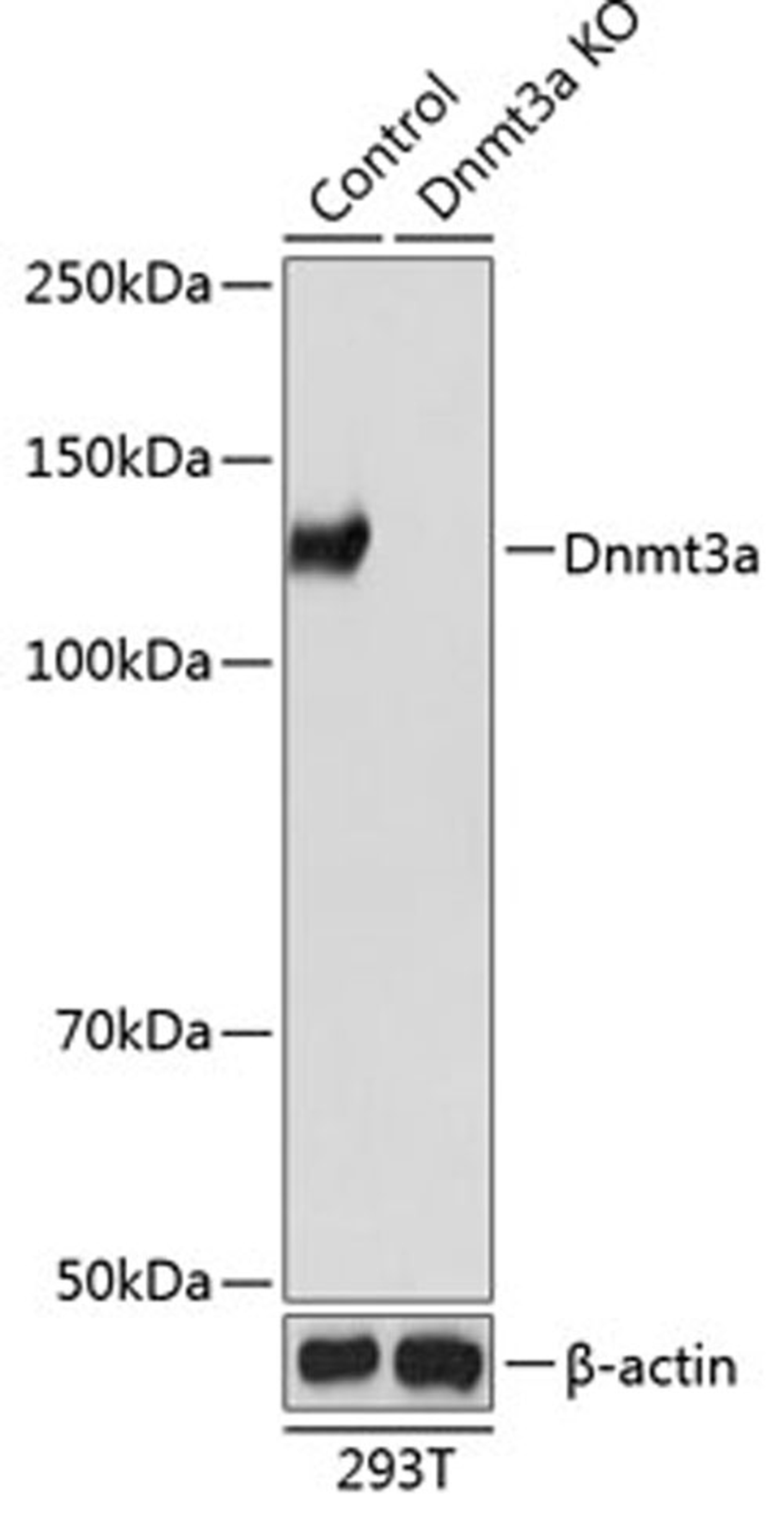 Western blot - Dnmt3a antibody (A19659)