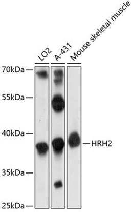 Western blot - HRH2 antibody (A14170)