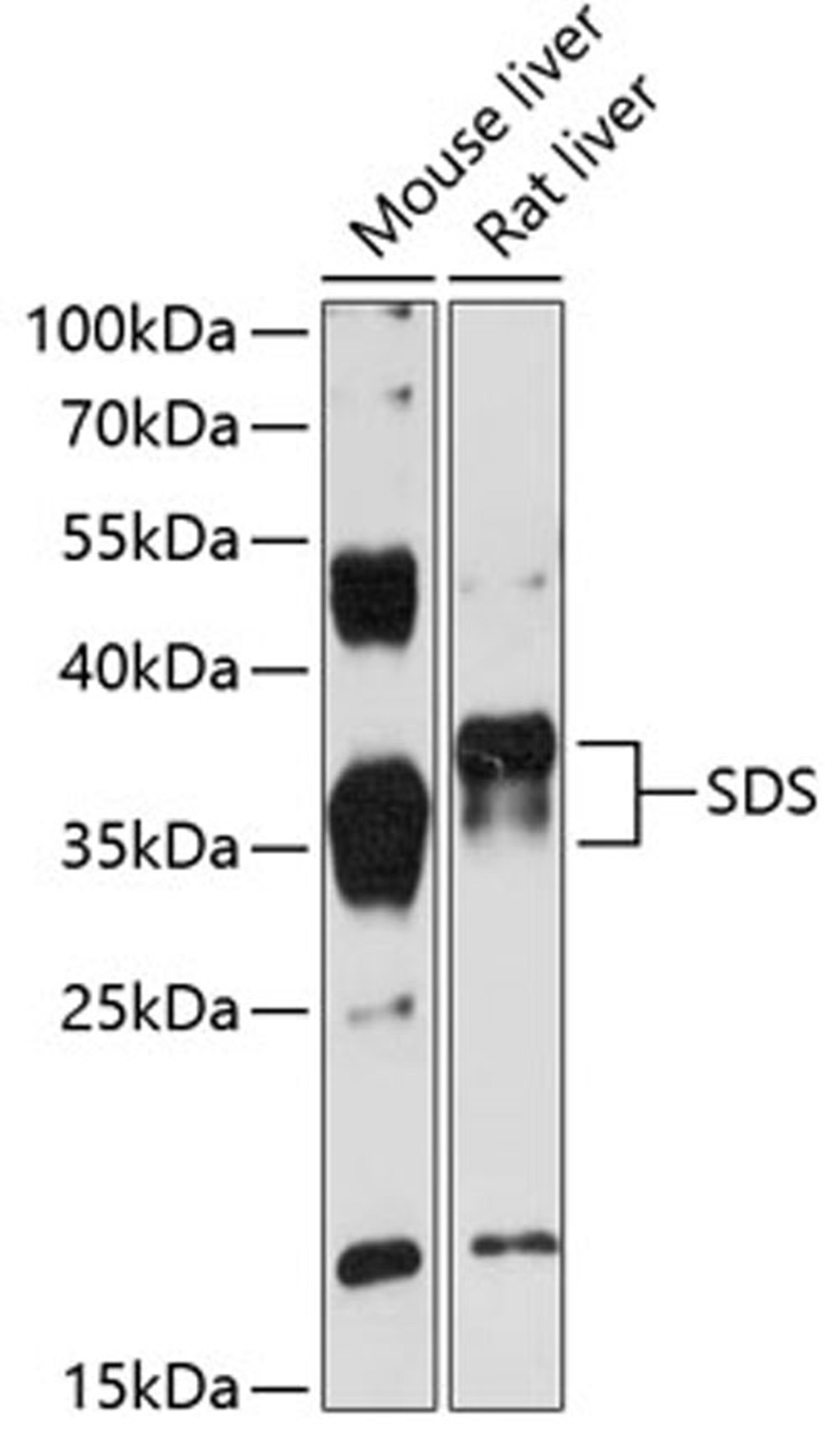 Western blot - SDS antibody (A12898)