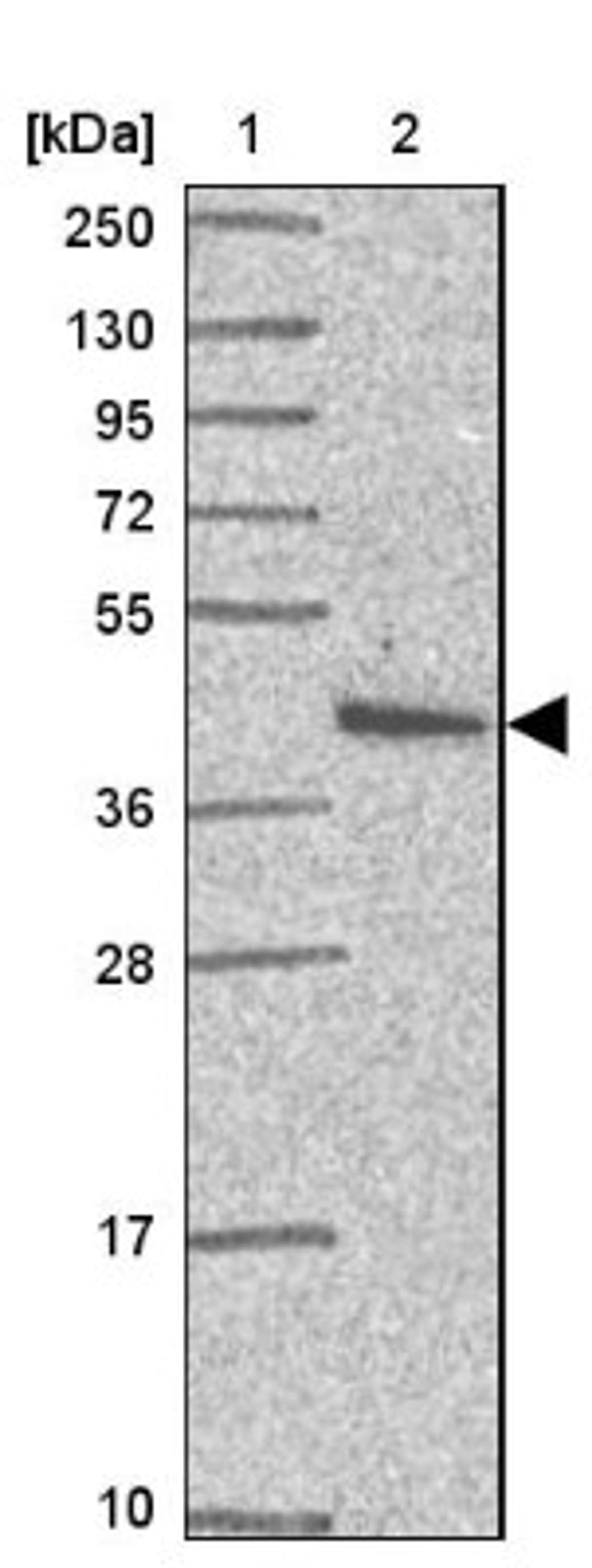 Western Blot: PRPF38A Antibody [NBP2-33673] - Lane 1: Marker [kDa] 250, 130, 95, 72, 55, 36, 28, 17, 10<br/>Lane 2: Human cell line RT-4