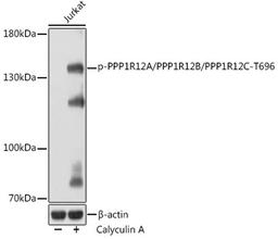 Western blot - Phospho-PPP1R12A/PPP1R12B/PPP1R12C-T696 Rabbit pAb (AP1164)