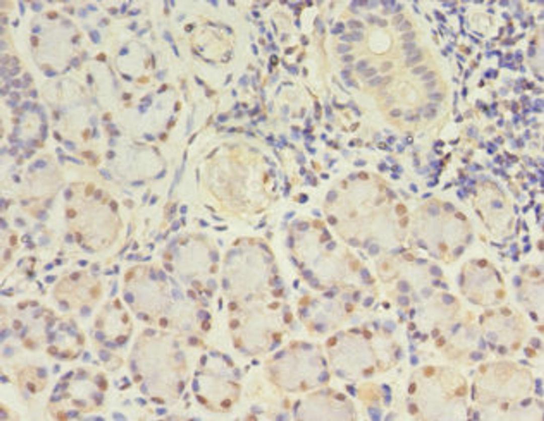 Immunohistochemistry of paraffin-embedded human pancreatic tissue using CSB-PA009455DA01HU at dilution of 1:100