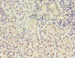 Immunohistochemistry of paraffin-embedded human pancreatic tissue using CSB-PA009455DA01HU at dilution of 1:100