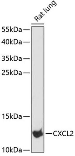 Western blot - CXCL2 antibody (A12639)