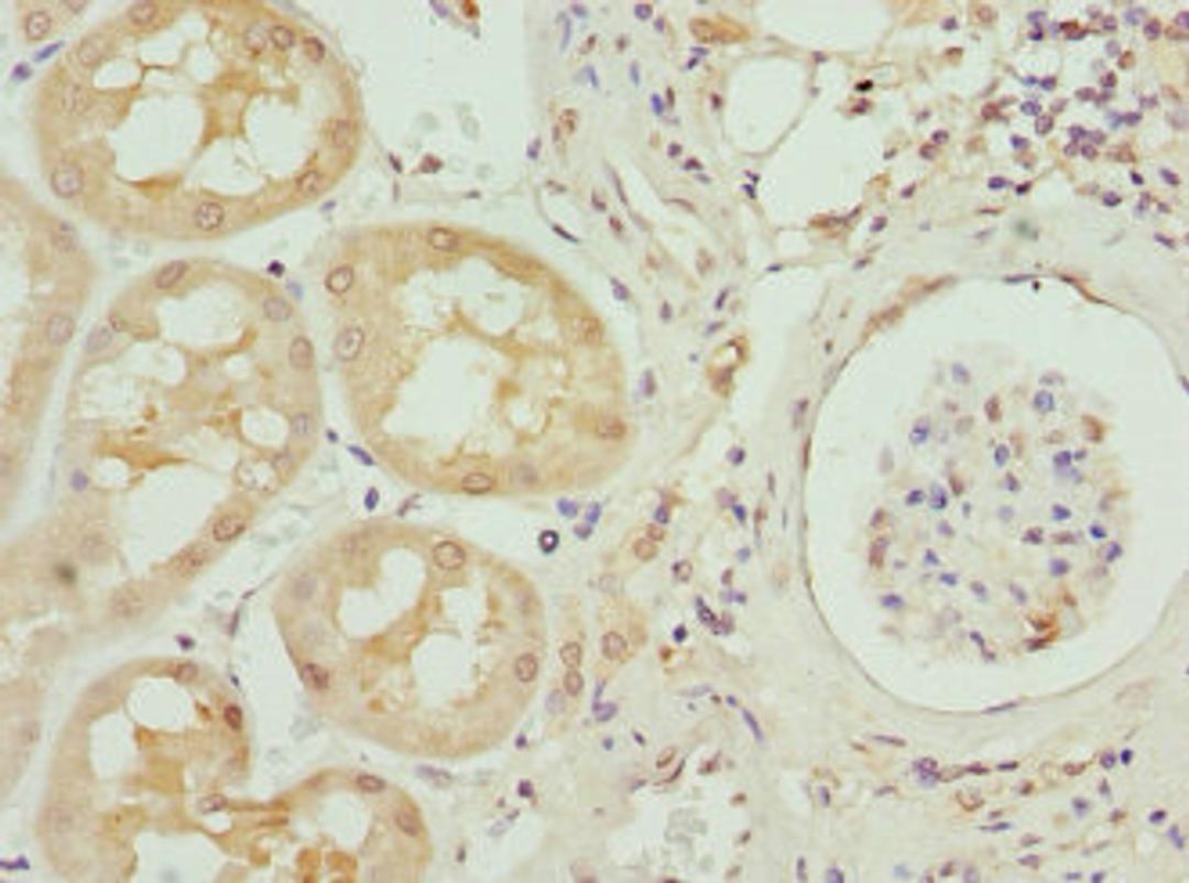 Immunohistochemistry of paraffin-embedded human kidney tissue using CSB-PA13929A0Rb at dilution of 1:100