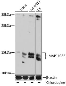 Western blot - MAP1LC3B antibody (A17424)