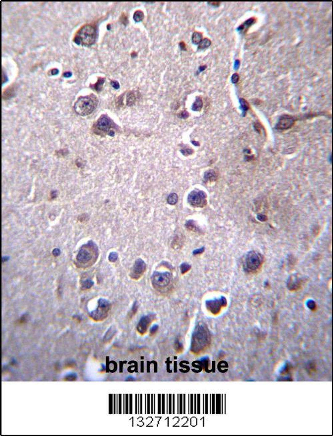 ITM2B Antibody immunohistochemistry analysis in formalin fixed and paraffin embedded human brain tissue followed by peroxidase conjugation of the secondary antibody and DAB staining.