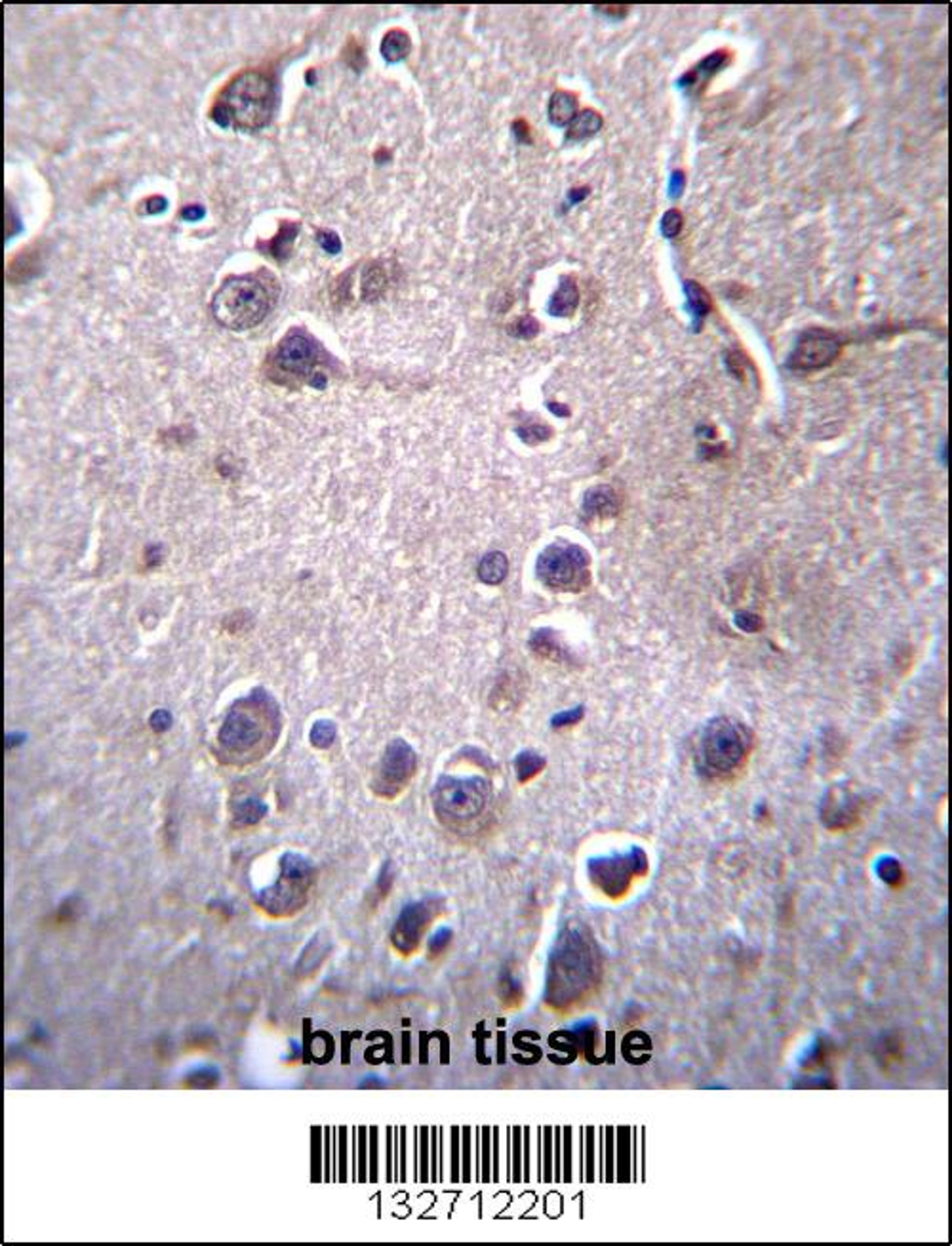 ITM2B Antibody immunohistochemistry analysis in formalin fixed and paraffin embedded human brain tissue followed by peroxidase conjugation of the secondary antibody and DAB staining.