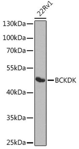 Western blot - BCKDK antibody (A8184)