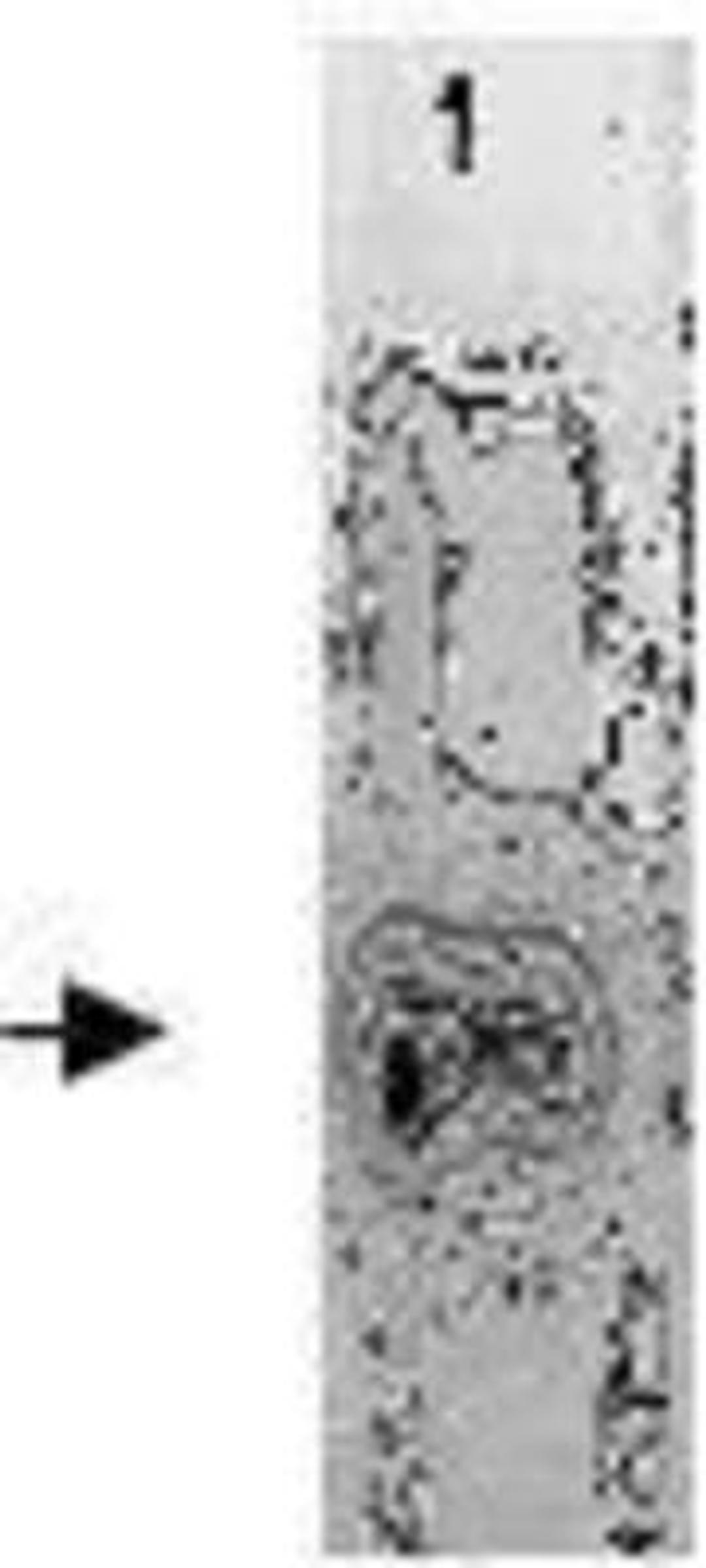 Western Blot: Ovomucoid  Inhibitor Antibody [NBP1-74676] - The highly purified Ovomucoid protein from chicken egg white was immunoblotted by Rabbit anti-Ovomucoid antibody at 1:500. An immunoreactive band is observed at ~28 kDa.