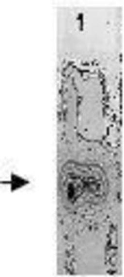 Western Blot: Ovomucoid  Inhibitor Antibody [NBP1-74676] - The highly purified Ovomucoid protein from chicken egg white was immunoblotted by Rabbit anti-Ovomucoid antibody at 1:500. An immunoreactive band is observed at ~28 kDa.