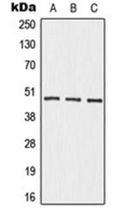 Western blot analysis of HepG2 (Lane 1), mouse kidney (Lane 2), rat kidney (Lane 3) whole cell lysates using ADRB2 antibody