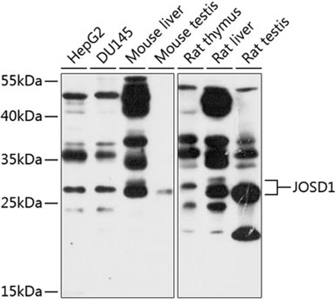 Western blot - JOSD1 antibody (A10426)