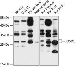 Western blot - JOSD1 antibody (A10426)