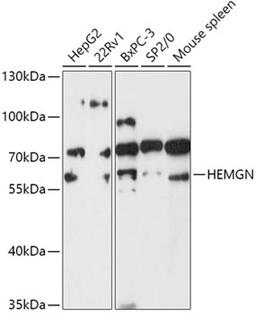 Western blot - HEMGN antibody (A17720)