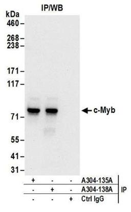 Detection of human c-Myb by western blot of immunoprecipitates.