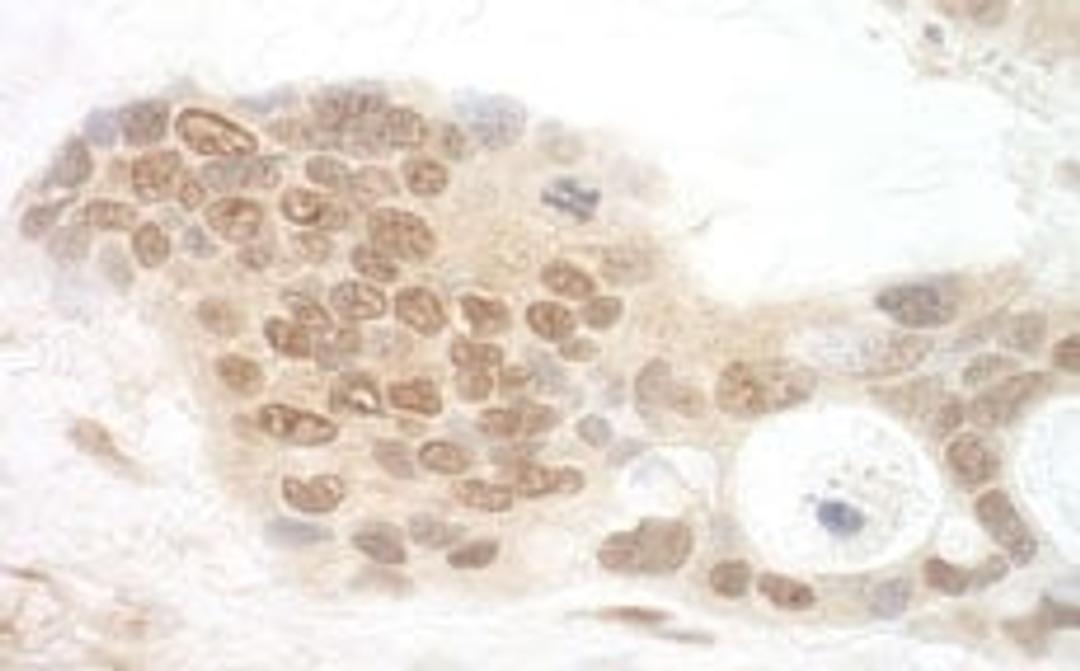 Detection of human APC7 by immunohistochemistry.