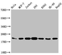 Western Blot. Positive WB detected in: Hela whole cell lysate, MCF-7 whole cell lysate, Jurkat whole cell lysate, 293 whole cell lysate, K562 whole cell lysate, HL60 whole cell lysate, HepG2 whole cell lysate. All lanes: HIST1H1C antibody at 1:1000. Secondary. Goat polyclonal to rabbit IgG at 1/40000 dilution. Predicted band size: 22 kDa. Observed band size: 22 kDa