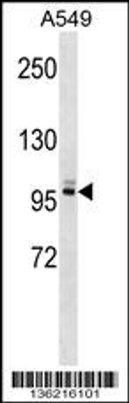 Western blot analysis in A549 cell line lysates (35ug/lane).