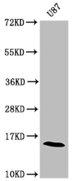 Western Blot.  Positive WB detected in: U87 whole cell lysate .  All lanes: SNCA antibody at 1:2000.  Secondary.  Goat polyclonal to rabbit IgG at 1/50000 dilution.  Predicted band size: 15 kDa.  Observed band size: 15 kDa. 