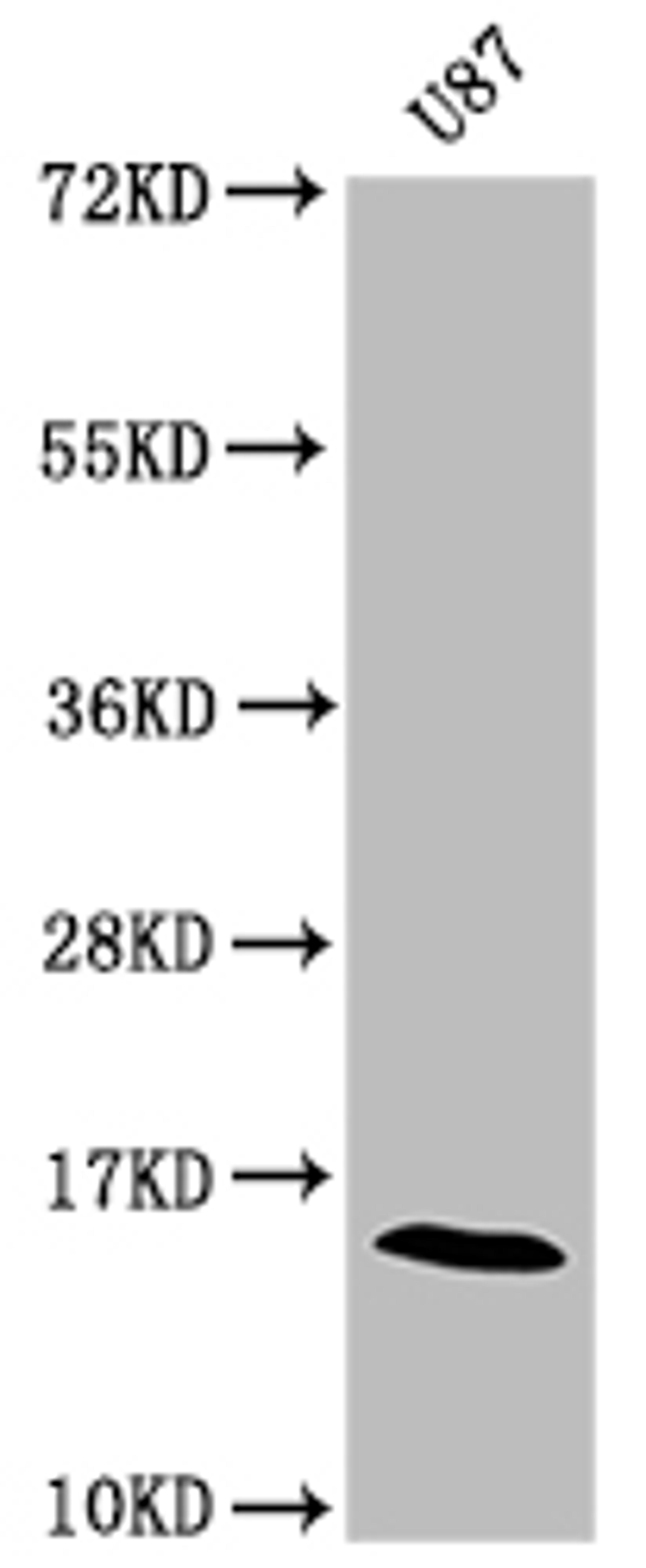 Western Blot.  Positive WB detected in: U87 whole cell lysate .  All lanes: SNCA antibody at 1:2000.  Secondary.  Goat polyclonal to rabbit IgG at 1/50000 dilution.  Predicted band size: 15 kDa.  Observed band size: 15 kDa. 