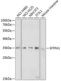 Western blot - SFTPA1 antibody (A3133)