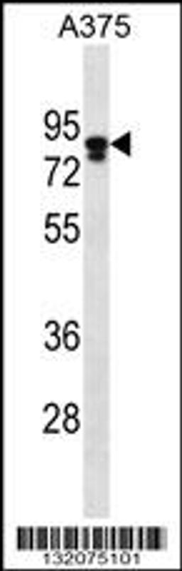 Western blot analysis in A375 cell line lysates (35ug/lane).