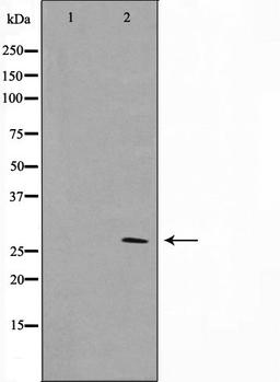 Western blot analysis of NIH-3T3 cell lysate using ERD23 antibody