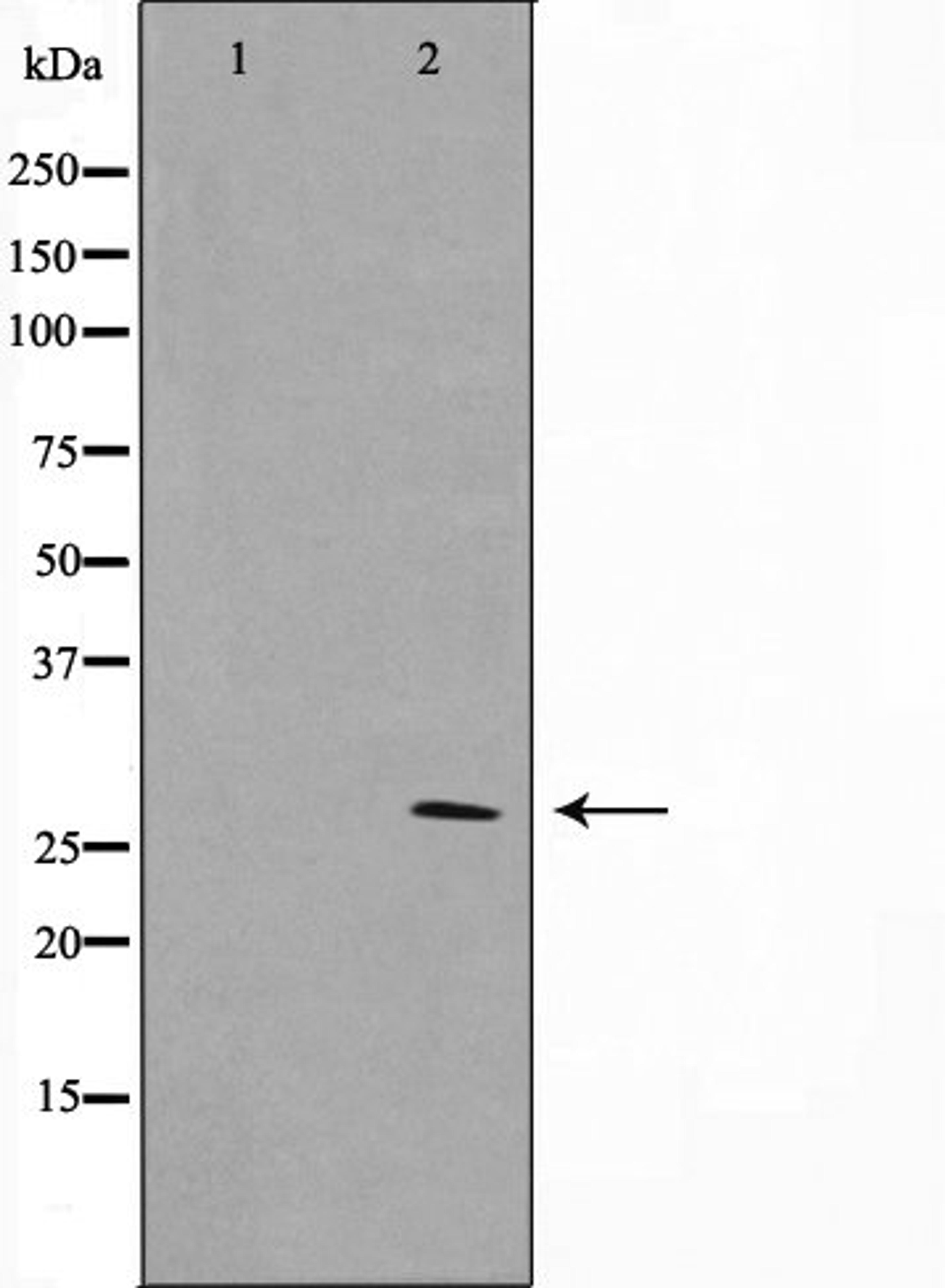 Western blot analysis of NIH-3T3 cell lysate using ERD23 antibody