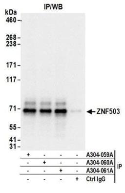 Detection of human ZNF503 by western blot of immunoprecipitates.