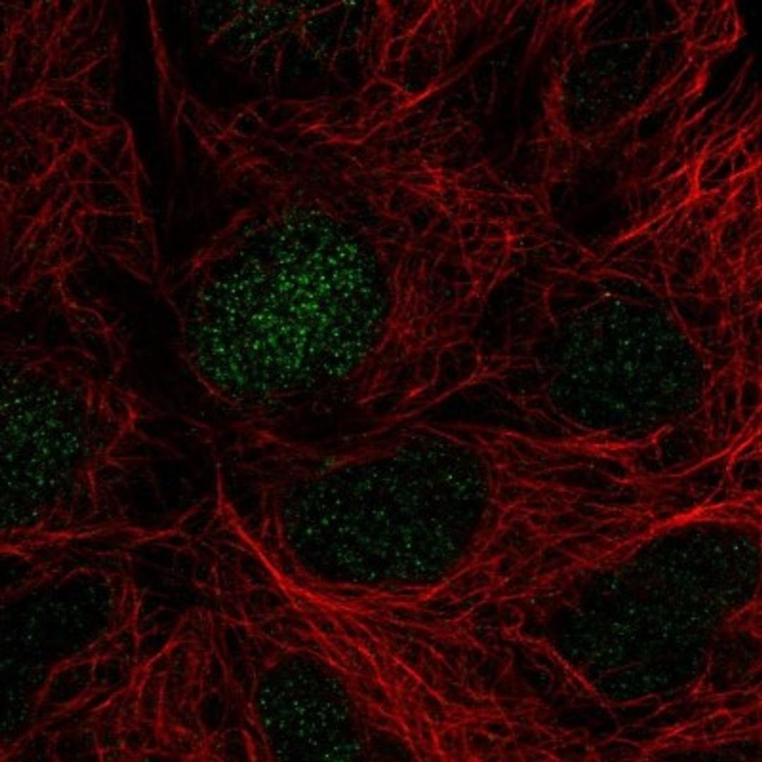 Immunocytochemistry/Immunofluorescence: Suppressor of Ty 4 homolog 1 Antibody [NBP2-31794] - Immunofluorescent staining of human cell line HEK 293 shows positivity in nucleus. Antibody staining is shown in green.