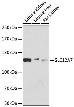 Western blot - SLC12A7 antibody (A12299)