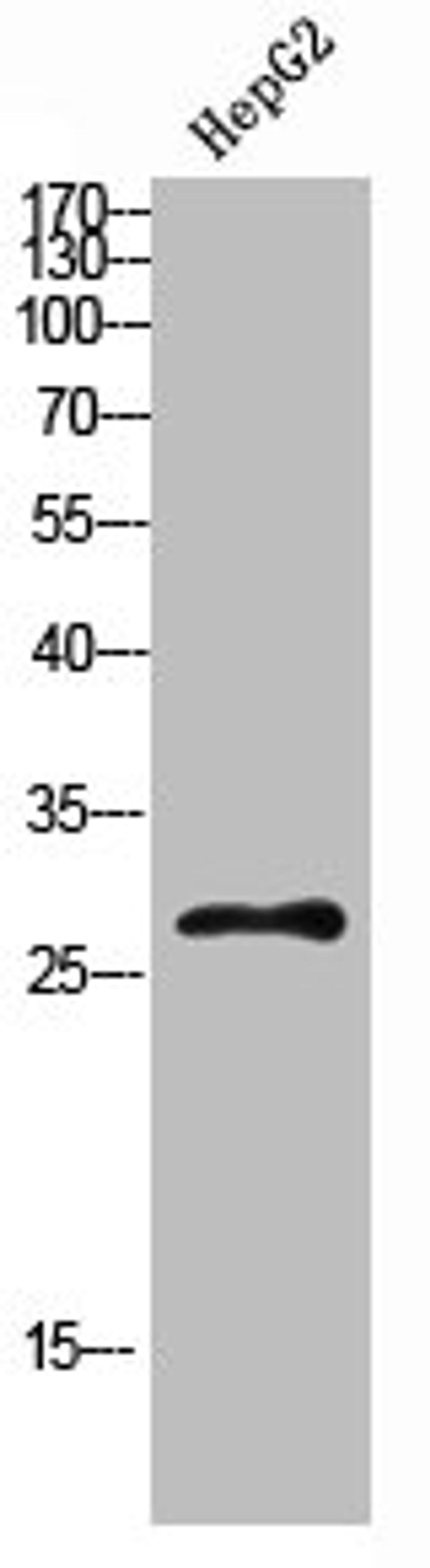 Western Blot analysis of HEPG2 cells using CLECSF6 Polyclonal Antibody diluted at 1:500. Secondary antibody  was diluted at 1:20000