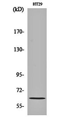 Western blot analysis of HT29 cell lysates using Pax-8 antibody