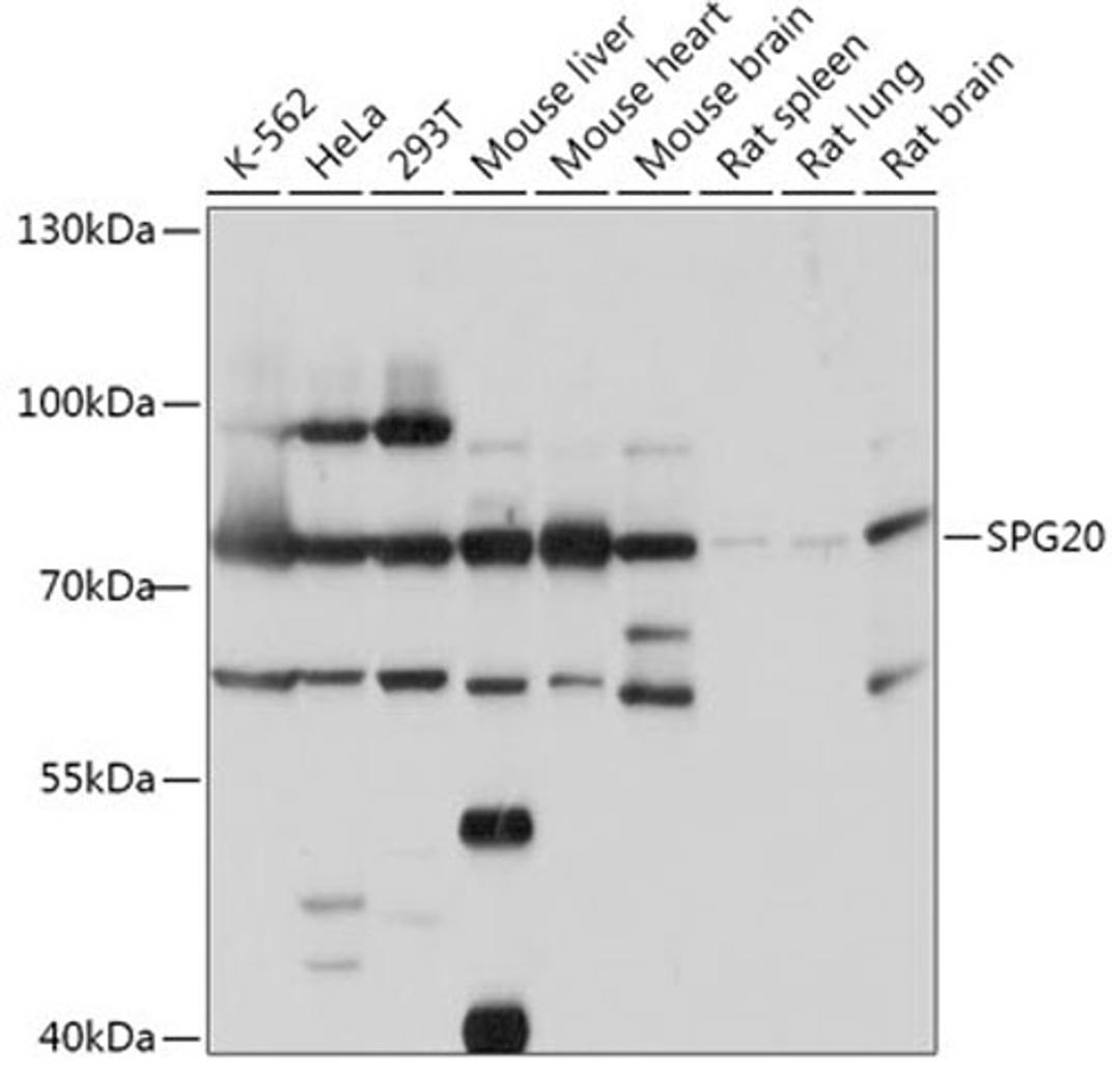 Western blot - SPG20 antibody (A17653)