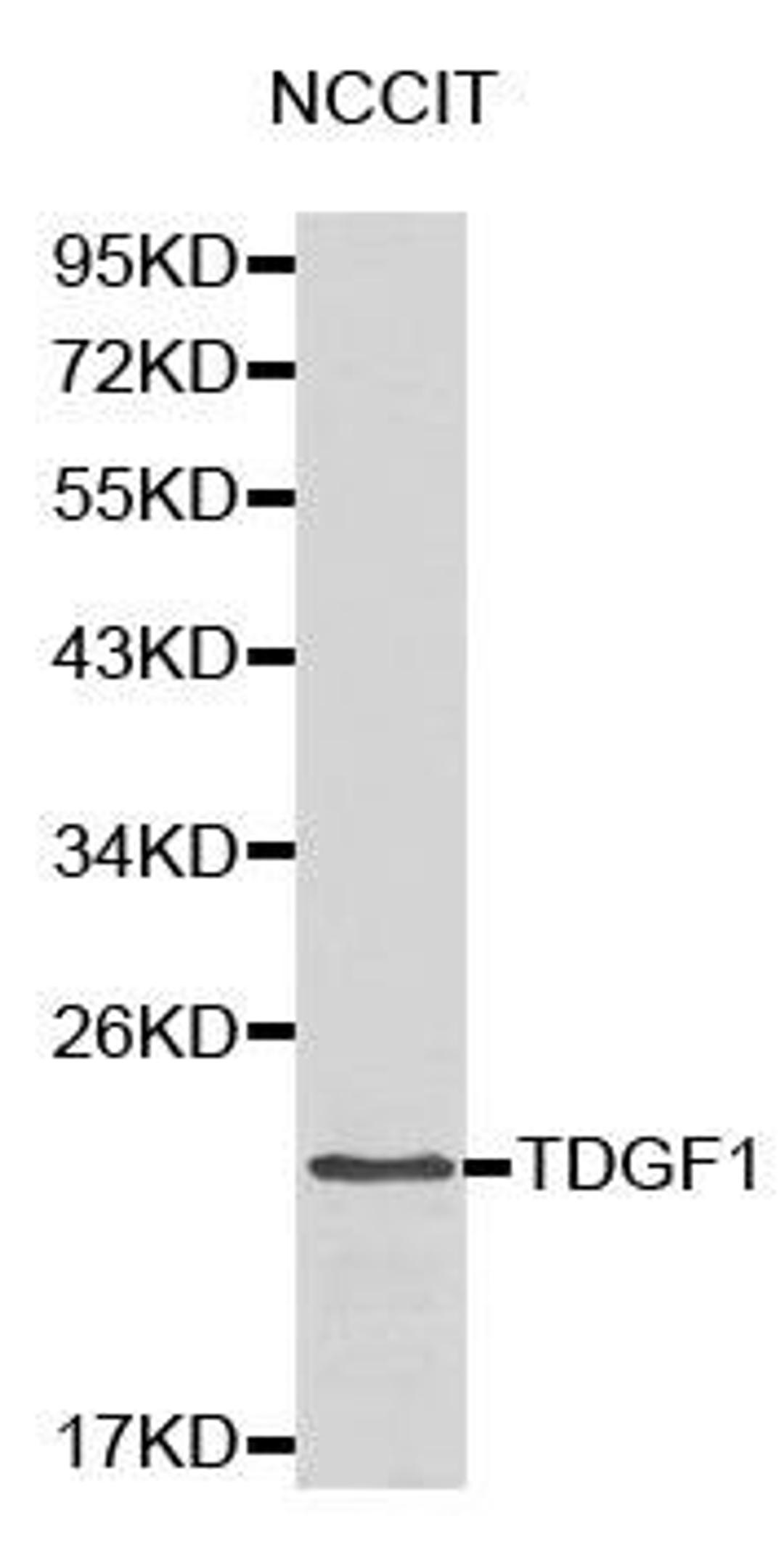 Western blot analysis of NCCIT cell lysate using TDGF1 antibody