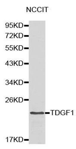 Western blot analysis of NCCIT cell lysate using TDGF1 antibody