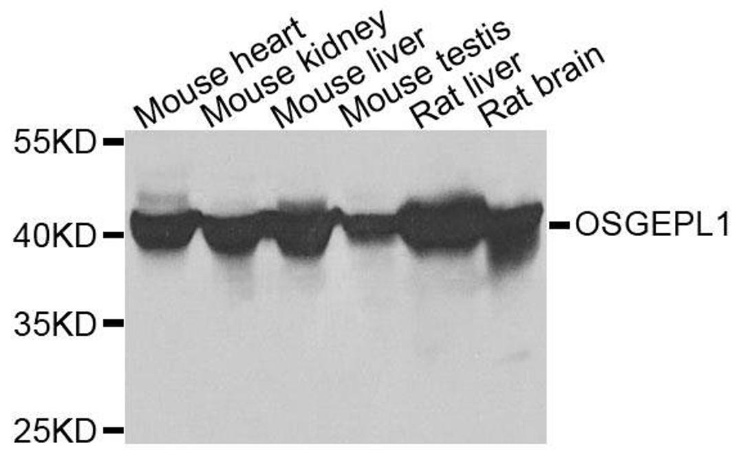 Western blot analysis of extracts of various cells using OSGEPL1 antibody