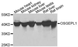 Western blot analysis of extracts of various cells using OSGEPL1 antibody