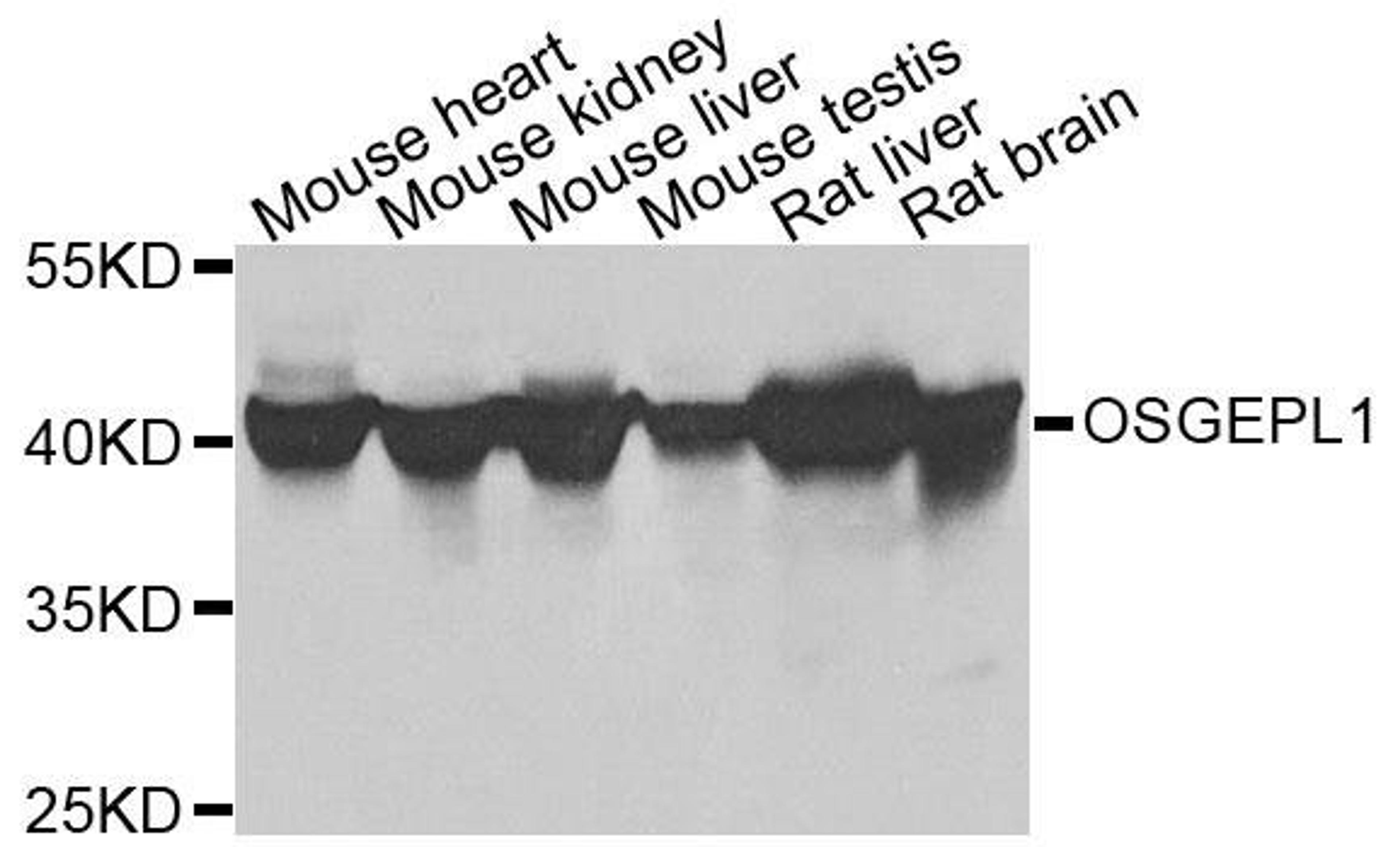 Western blot analysis of extracts of various cells using OSGEPL1 antibody