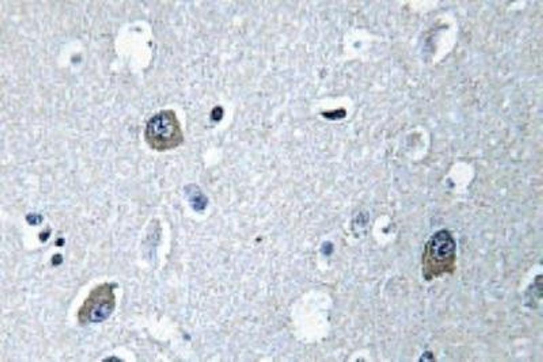 Immunohistochemistry-Paraffin: GNAL Antibody [NBP1-00840] - Immunohistochemistry (IHC) analyzes of Ga olf (D81) antibody in paraffin-embedded human brain tissue