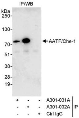 Detection of human AATF/Che-1 by western blot of immunoprecipitates.