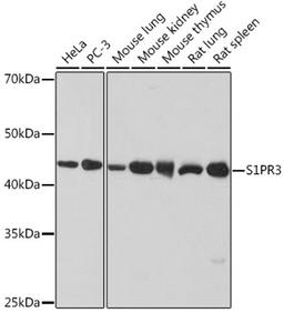 Western blot - S1PR3 Rabbit mAb (A1404)