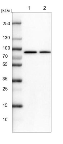 Western Blot: ALDH18A1 Antibody [NBP1-83324] - Lane 1: NIH-3T3 cell lysate (Mouse embryonic fibroblast cells)<br/>Lane 2: NBT-II cell lysate (Rat Wistar bladder tumour cells)