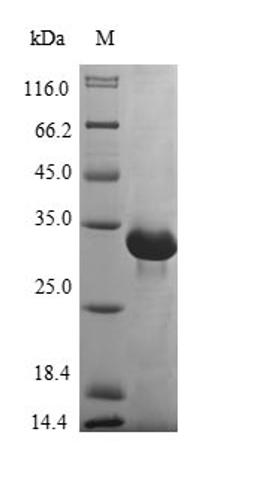(Tris-Glycine gel) Discontinuous SDS-PAGE (reduced) with 5% enrichment gel and 15% separation gel.