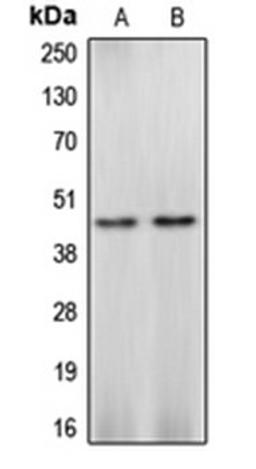 Western blot analysis of Ramos (Lane 1), HEK293 (Lane 2) whole cell lysates using CASP4 antibody