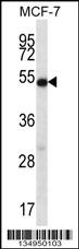 Western blot analysis in MCF-7 cell line lysates (35ug/lane).