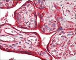 Immunohistochemistry-Paraffin: Calreticulin Antibody (1G6A7) [NBP1-47518] - Immunohistochemical analysis of paraffin-embedded human placenta tissues using anti-Calreticulin mAb.