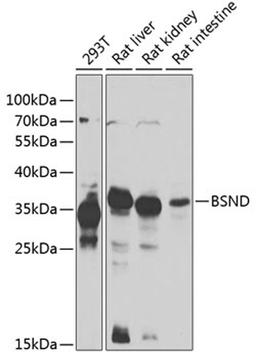 Western blot - BSND antibody (A7747)