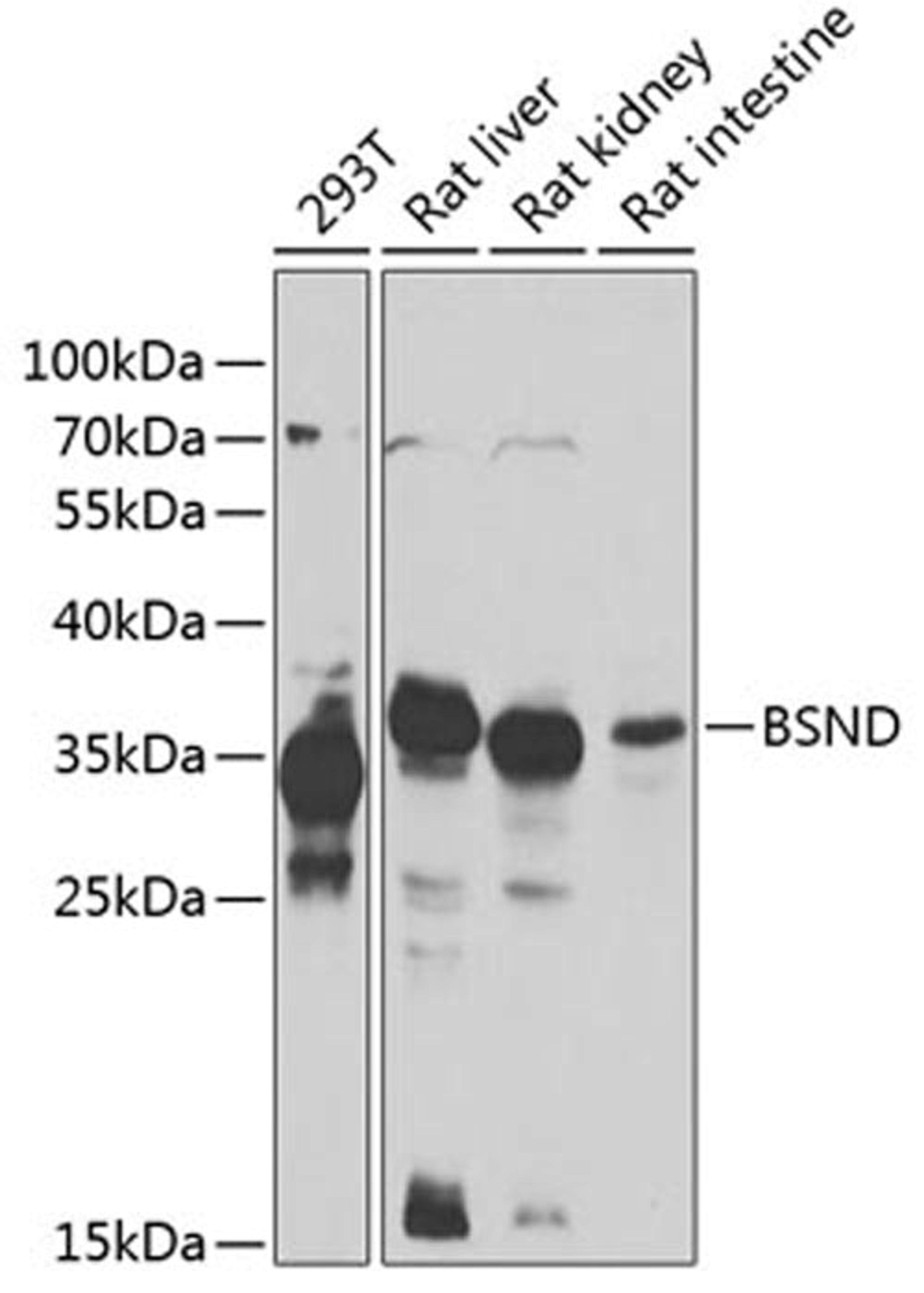 Western blot - BSND antibody (A7747)